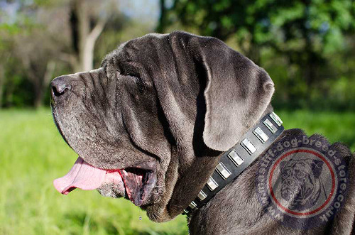 Neapolitan Mastiff Collars for Large Dogs