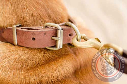 Studded Leather Dog Collar for French Mastiff