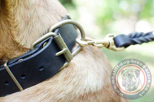 Designer Leather Dog Collar with a Ring for Dog Lead
