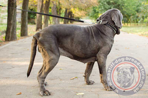 Strong Mastiff Nylon Collar