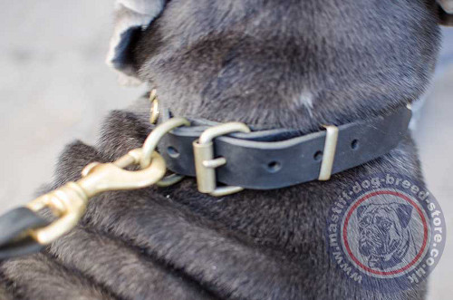 Dog Buckle Collar