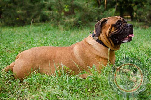 Bullmastiff Dog Collar with Buckle