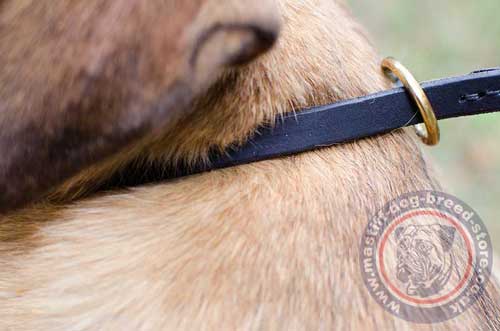 Dog Choke Collar