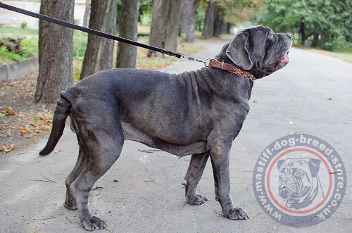 Neapolitan Mastiff Dog Collar