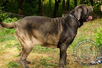 Mastino Napoletano Dog Collar Design