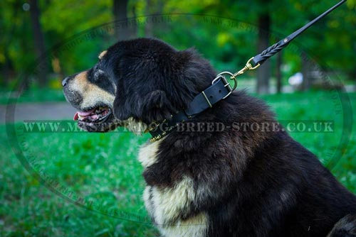 Spiked Dog Collar for Tibetian Mastiff