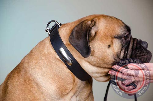 Bullmastiff Leather Dog Collar with Metal Nameplate