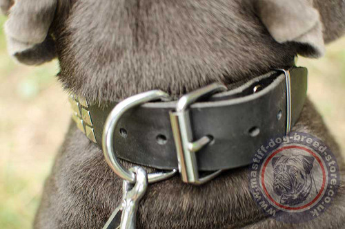 Strong Neapolitan Mastiff Collars