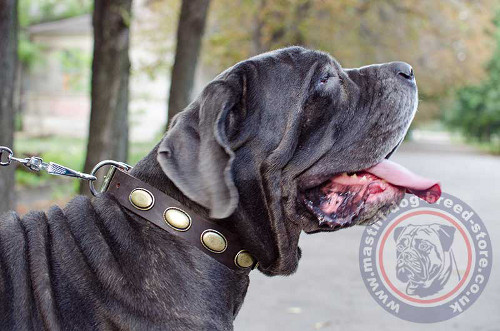 Dog Leather Collars for Italian Mastiff