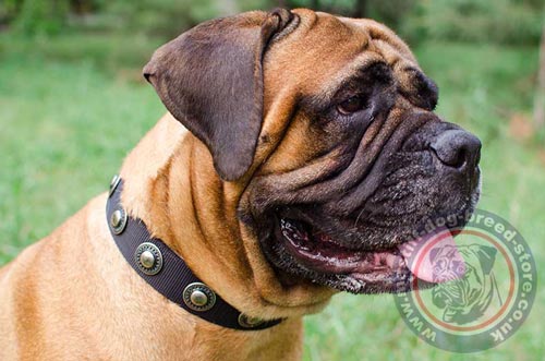 Dog Nylon Collar for Bullmastiff