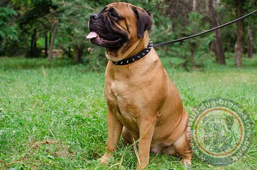 Bullmastiff Collars