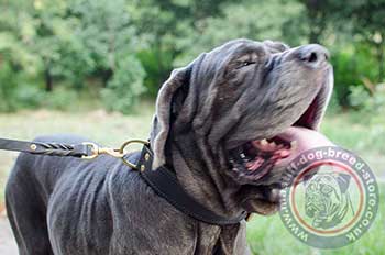 Neapolitan Mastiff Dog Training Collar