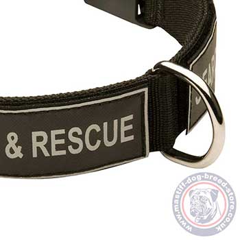 Dog Training Collar for French Mastiff