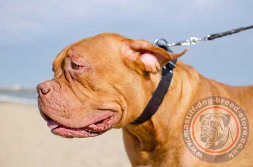 Easy Dog Collar for Dogue De Bordeaux