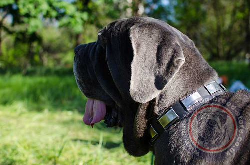 Neapolitan Mastiff Collars UK