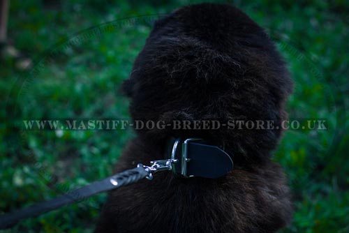 Extra Wide Dog Collar for Tibetian Mastiff Dog