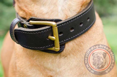 Leather Dog Collar with Buckle