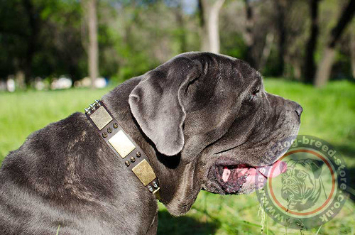 Neapolitan Mastiff Collar