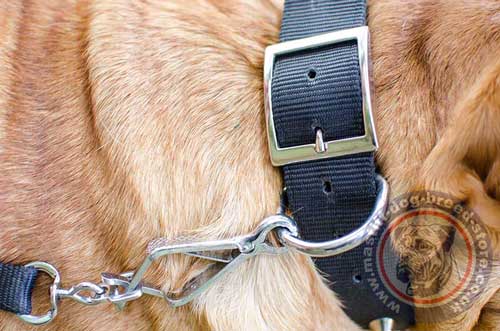 Nylon Dog Collar for Big French Mastiff Dog