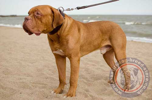 Extra Wide Leather Dog Collars for Dogue De Bordeaux