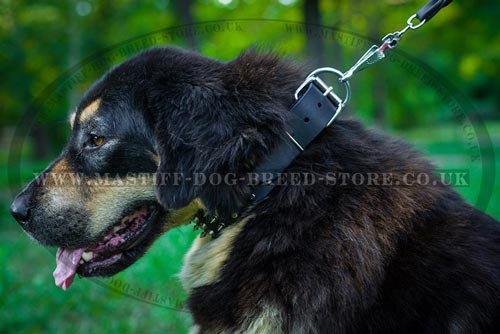 Extra Wide Dog Collar for Tibetian Mastiff Dog