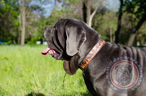 Fashion Dog Collar for Neapolitan Mastiff