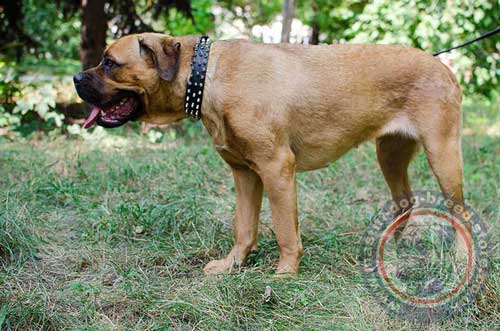 Fashionable Dog Collar for Cane Corso Dogs