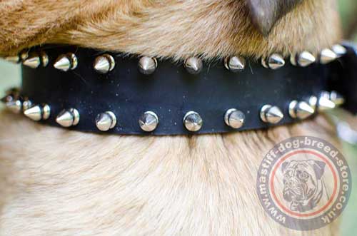 Fashionable Dog Collar