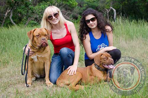 French Mastiff Supplies Online UK