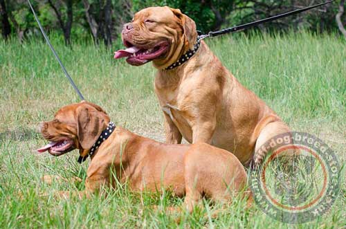 Handmade Dog Collars for Dogue De Bordeaux