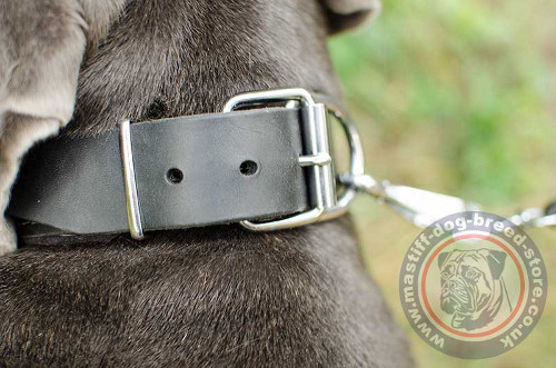 Padded Dog Collar for Neapolitan Mastiff