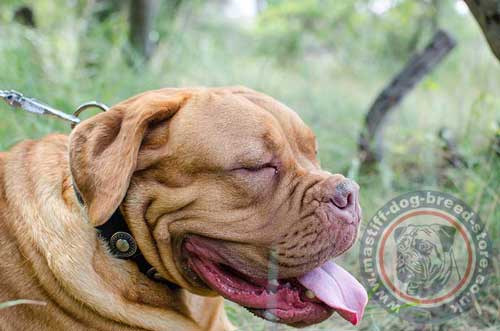 French Mastiff Dogue De Bordeaux Collars for Big Dogs