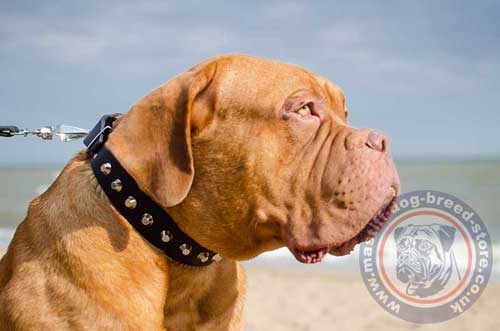 Strong Leather Dog Collar for Big Dogs