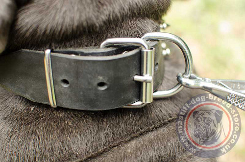 Collar for Large Dogs