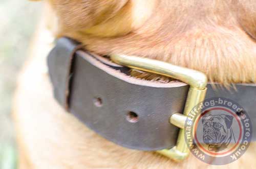 Extra Wide Dog Collars for Dog De Bordeaux