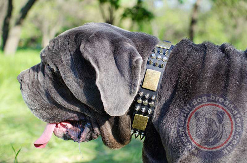 Neapolitan Mastiff Dog Collar UK