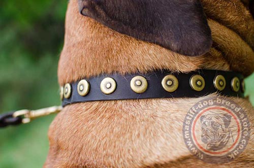 Bull Mastiff Collar UK Online Dog Store
