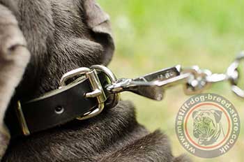 Studded Dog Collars with Buckle