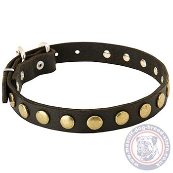 Luxury Dog Collar for Cane Corso Dogs