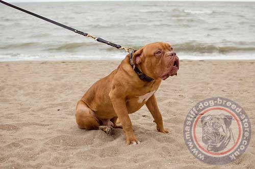 Handmade Dog Collar for Dogue De Bordeaux