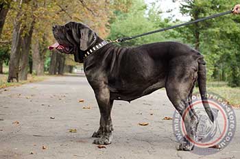 Large Dog Collar for Neapolitan Mastiff