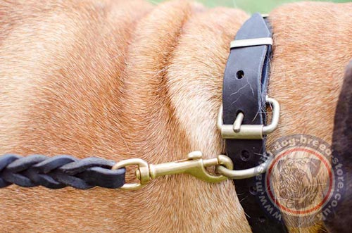 Bullmastiff Collar UK