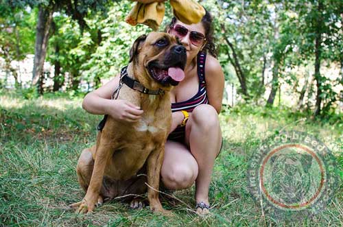 Handmade Leather Dog Collar for Strong Italian Mastiff Dog and Alike Large Dog Breeds