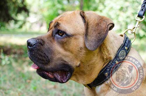 Cane Corso Collar Design