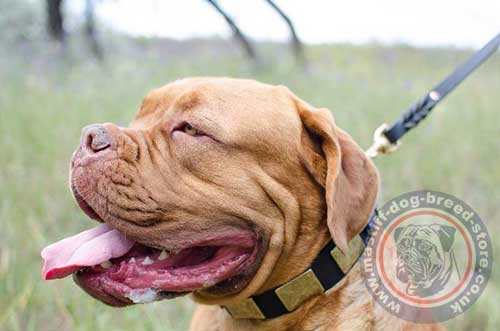 Dogue De Bordeaux Collar for Big Dogs