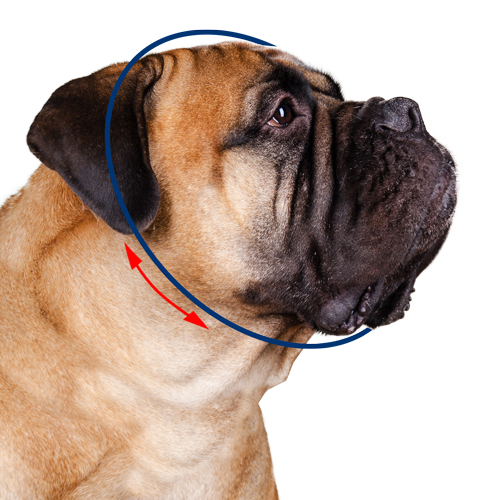 dog choke collar size