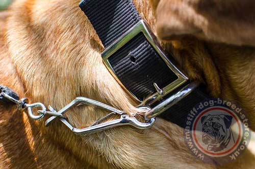 Dogue De Bordeaux Collars UK