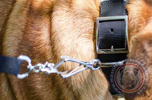 Dog Buckle Collar for French Bordeaux Mastiff