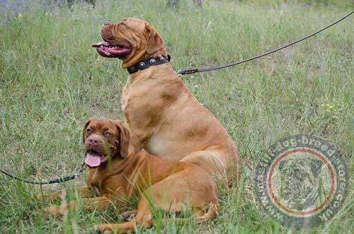 Dogue De Bordaux Collars for Large Dogs