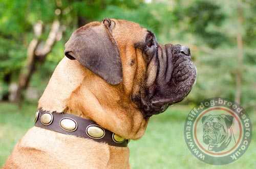 Bull Mastiff Collar